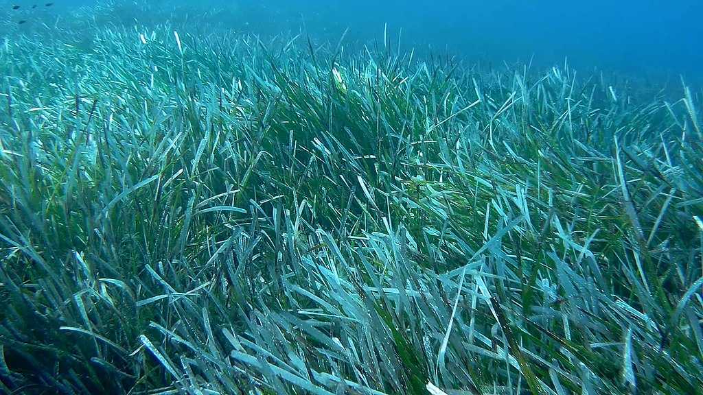 Today is Seagrass Day, but maybe not tomorrow…