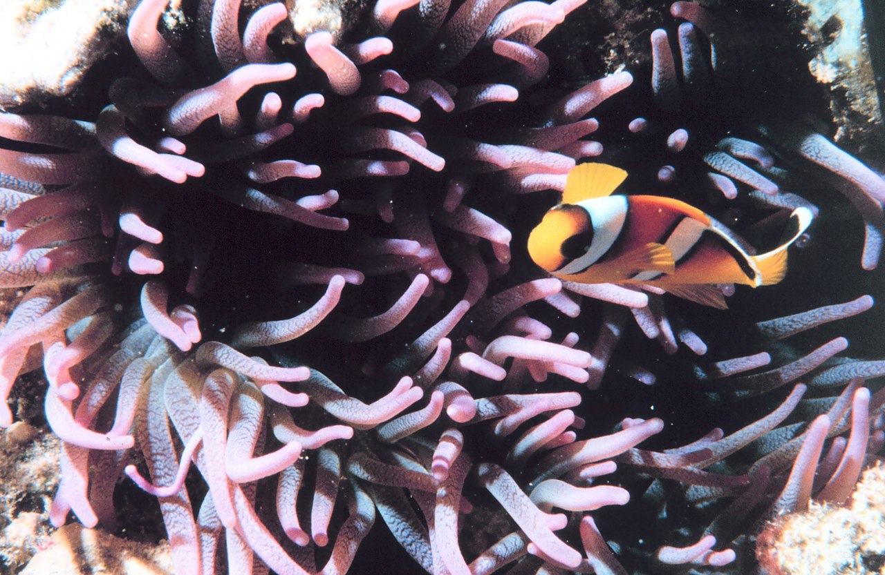 Licht und Lärm schaden den Fischen