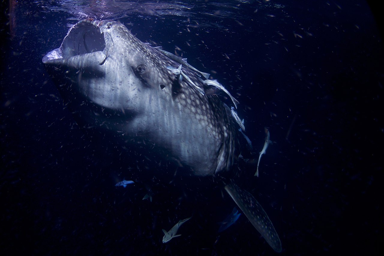 Ocean life on Earth and elsewhere