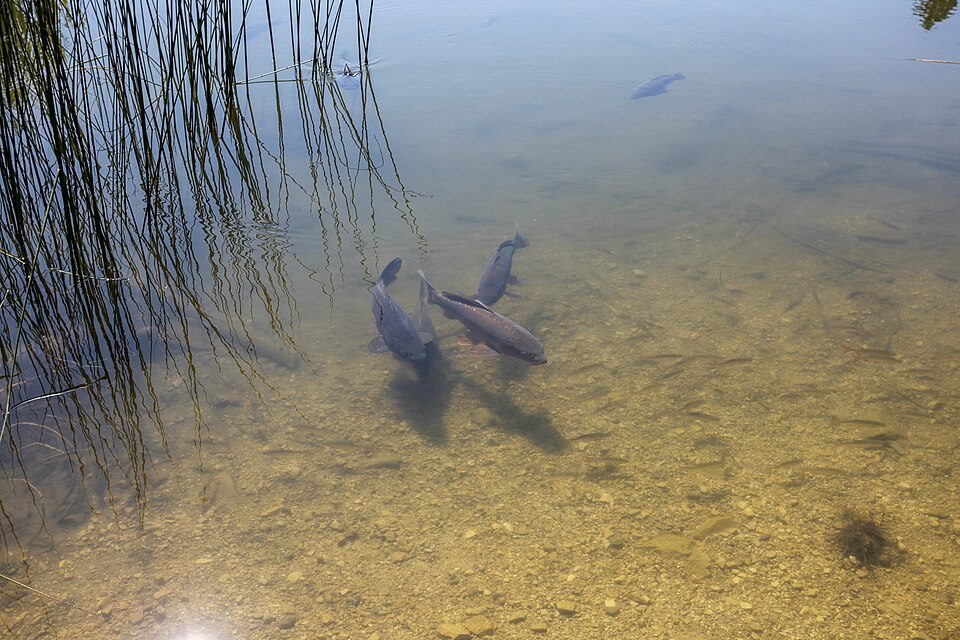 Alle starren aufs Meer hinaus, doch Leben stirbt auch in Seen und Flüssen