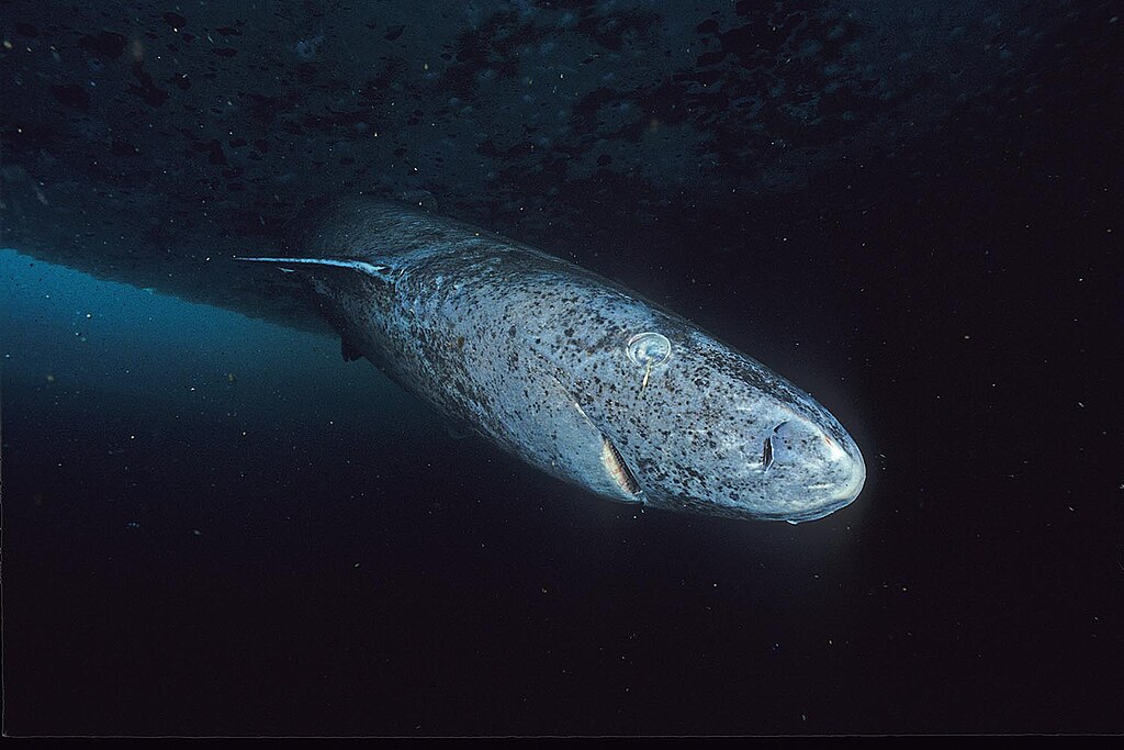 Just give up shark liver oil
