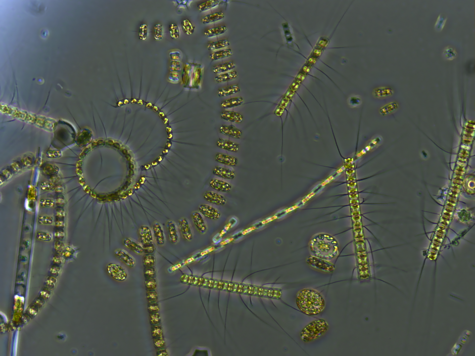 Plankton, the unnoticed source of life