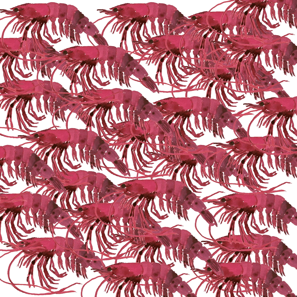 Is there animal welfare for shrimps?