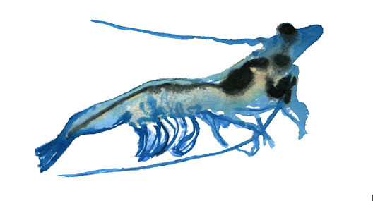 Is there any justifiable way of shrimp farming?
