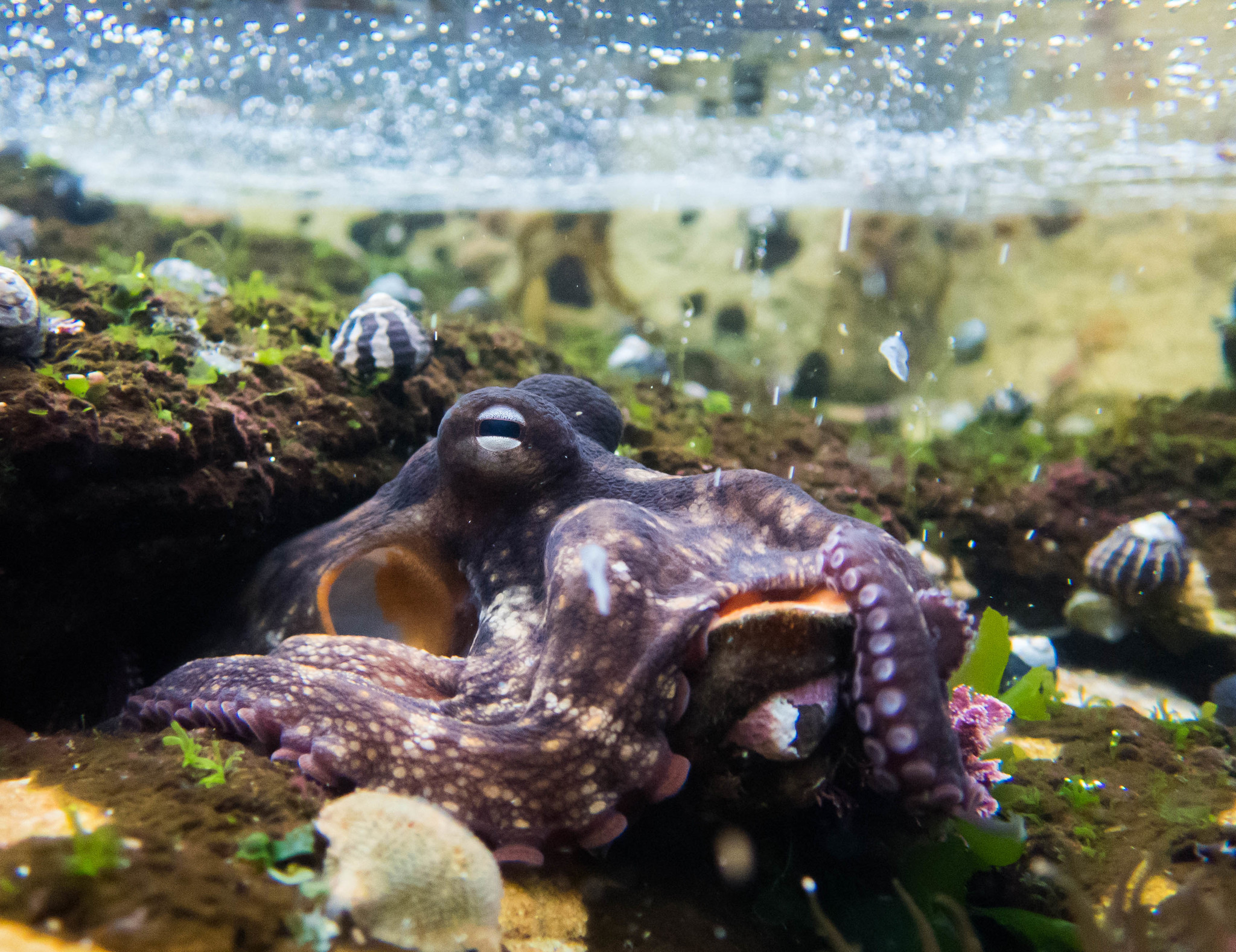 Verhalten und Bewusstsein bei Tintenfischen