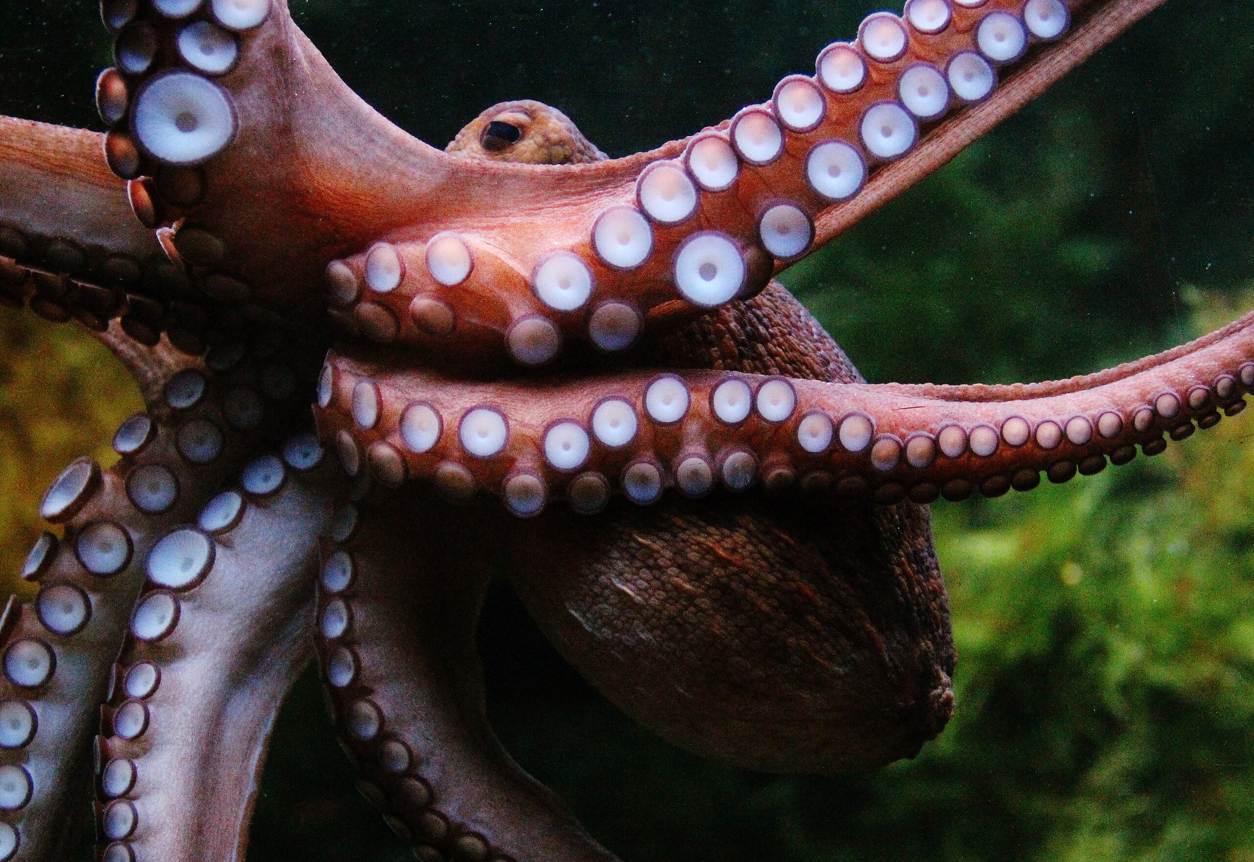 8. Oktober: Hilft ein Welttag dem Oktopus?
