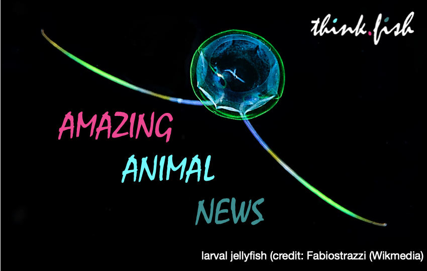 Amazing Animal News 06/2025
