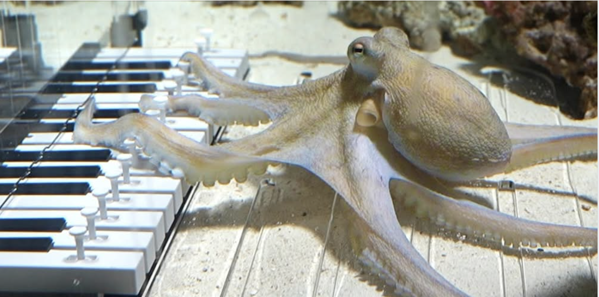 Training an octopus to touch piano keys