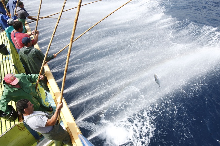 Sustainable fishing is not necessarily ‚animal friendly‘ *