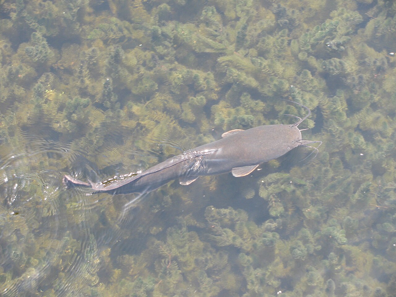 Aufstieg und Fall der Fischfabrik «Melander»