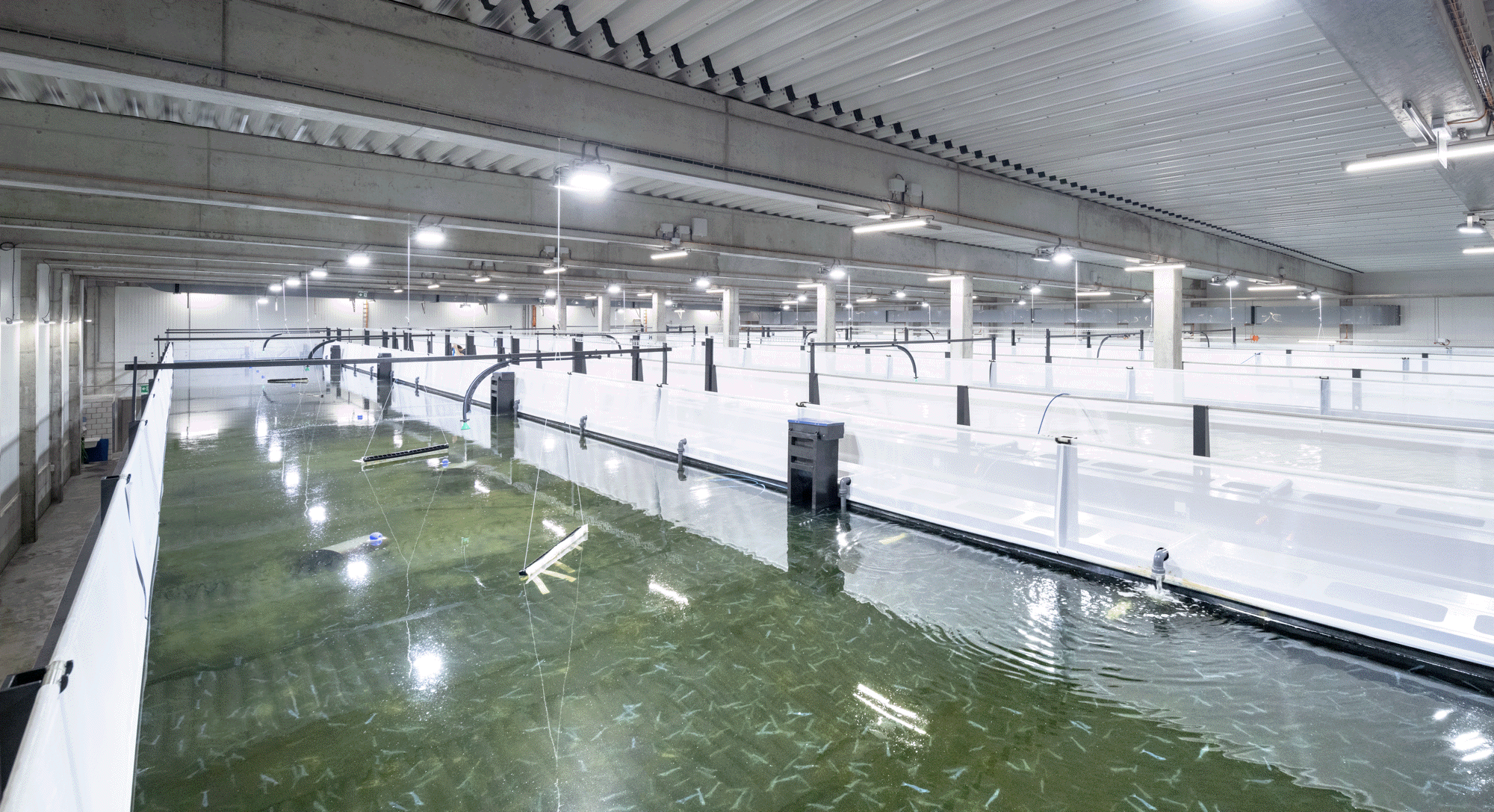 Aus für Swiss Shrimp