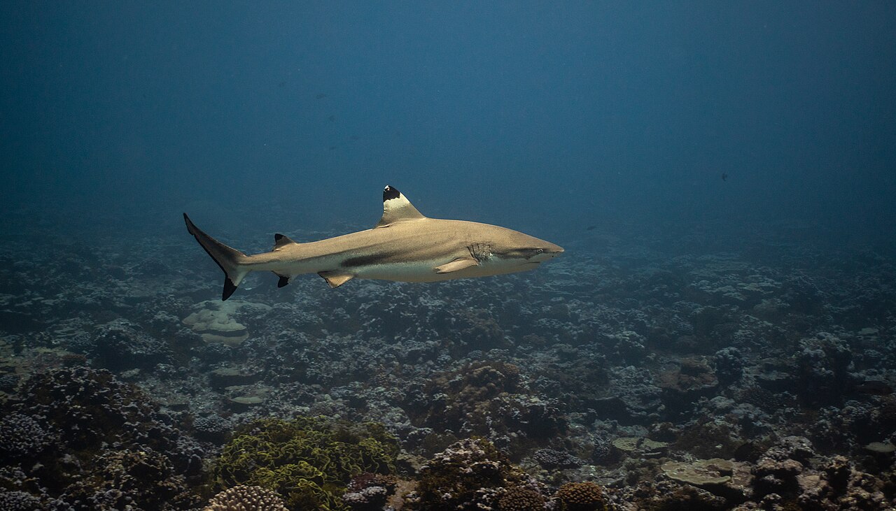 Punish artisanal fishers for the misconduct of their industrial competitors?