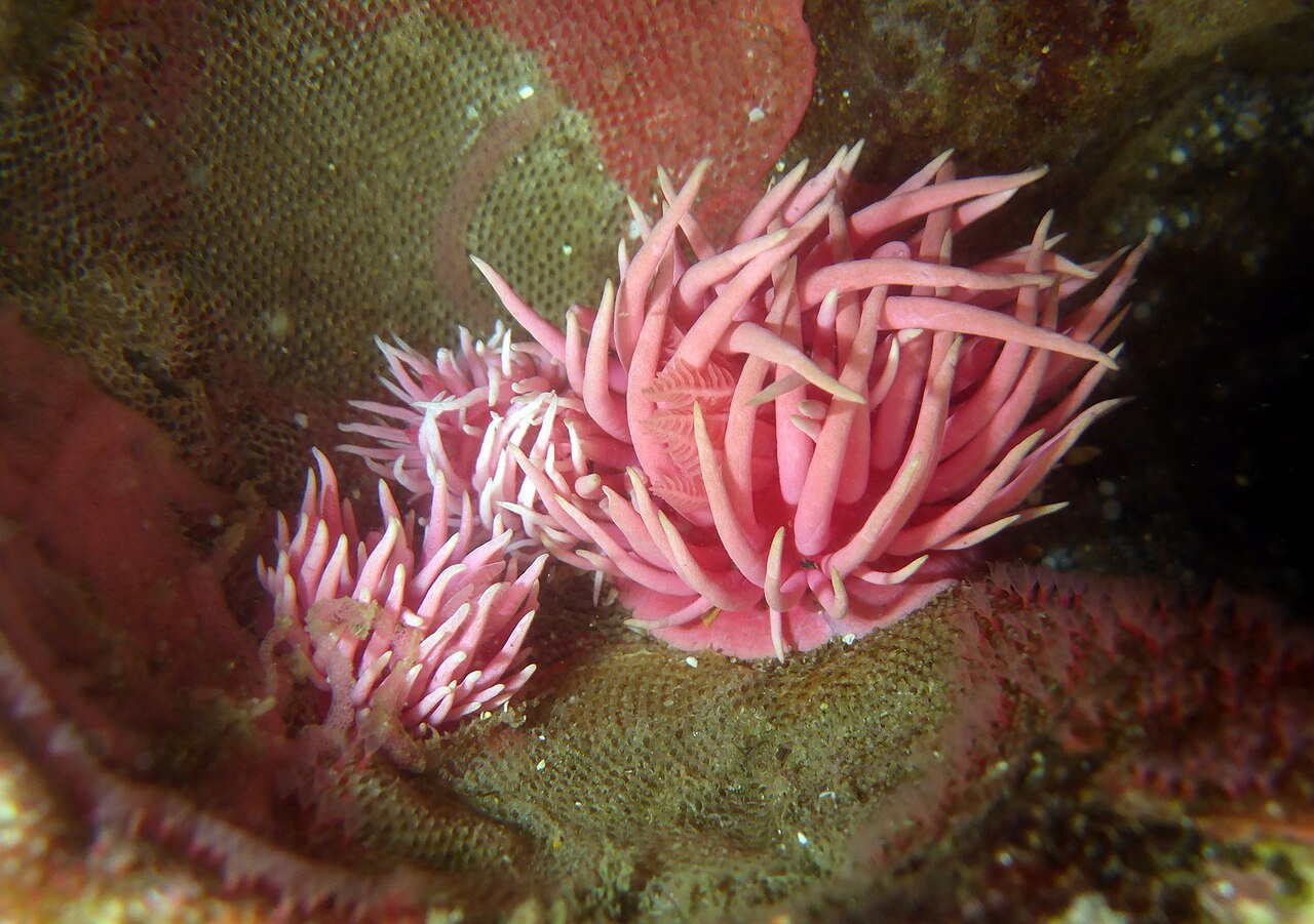 Verräterische Rosenblüte vor Kaliforniens Küste